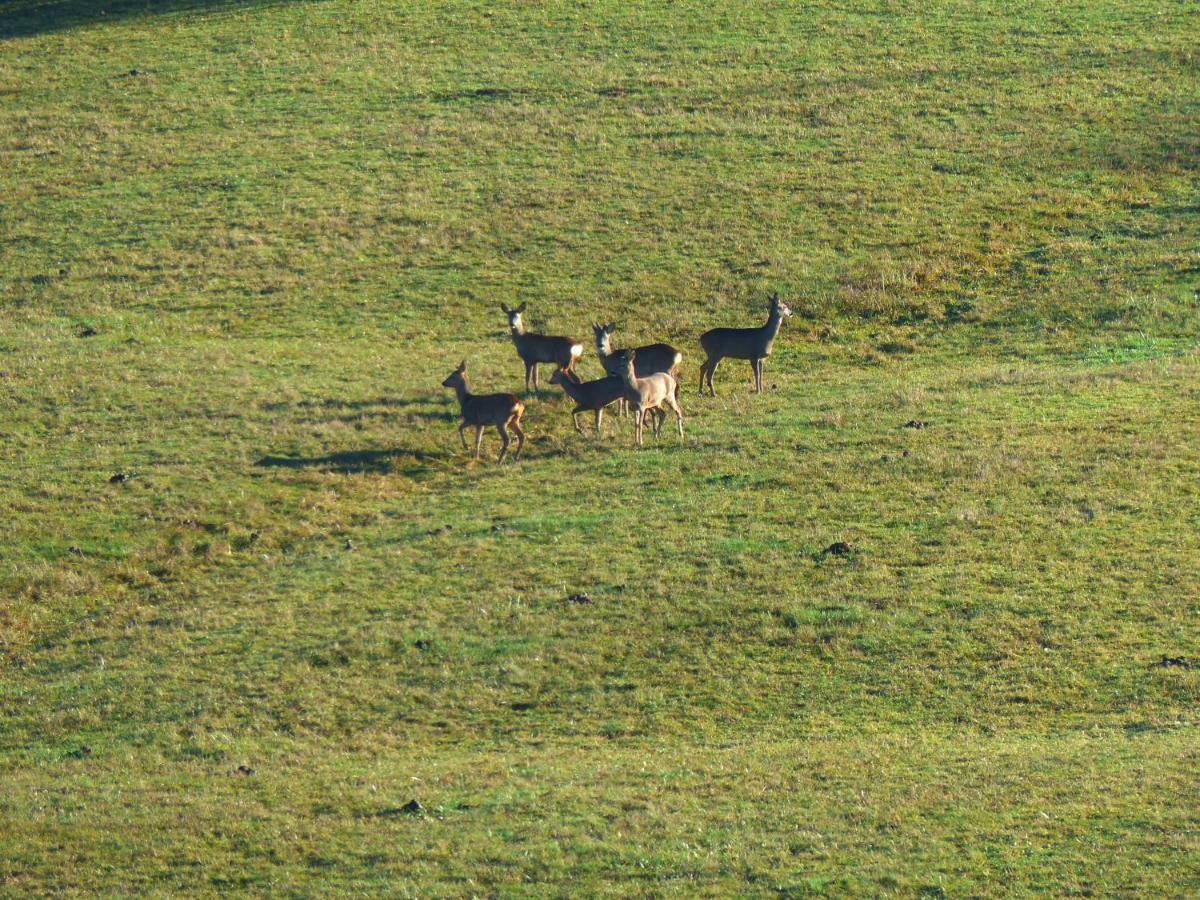 Gites Domaine De La Rochere Domsure Buitenkant foto